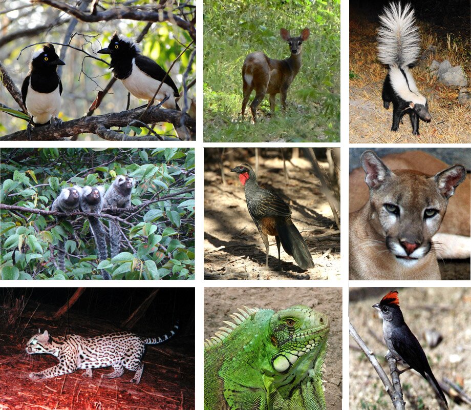 Fauna animales