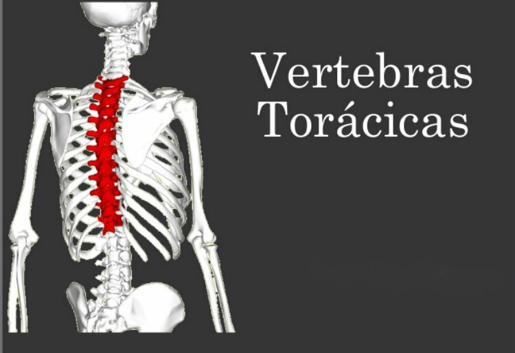 Vertebras Dorsales