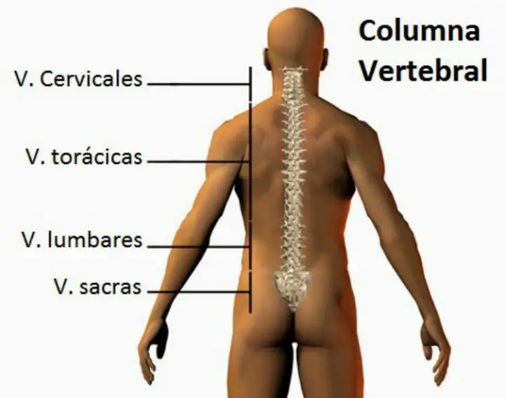 Definición de Vértebras Vertebras