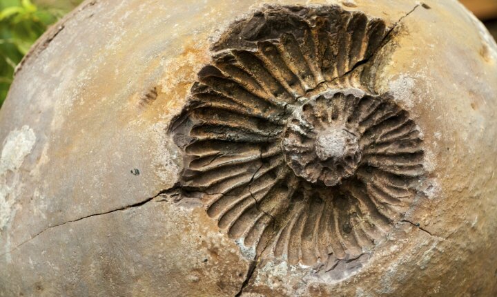 Abiogénesis