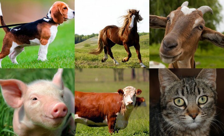 Animal_Doméstico