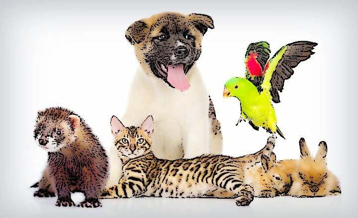 Animales_Domésticos