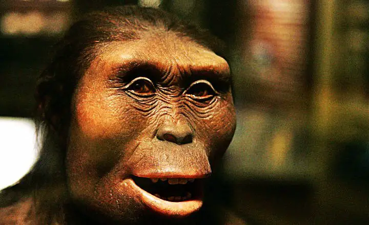 Australopithecus Ciencias Formales