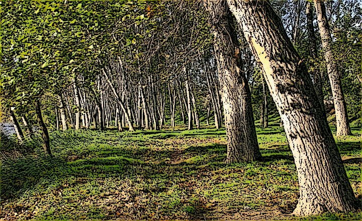 Arboleda plantas