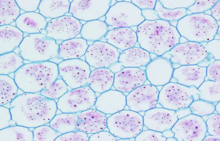 Parénquima Ciencias Naturales